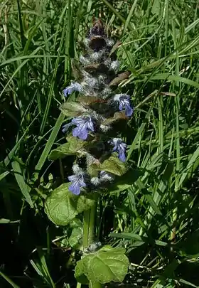 Foto: Jean François Gaffard