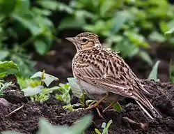 Sanglærke (Alauda arvensis)
