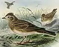 Illustration af H. E. Dresser (mellem 1871 og 1881) fra bogen A history of the birds of Europe, including all the species inhabiting the western palaearctic region