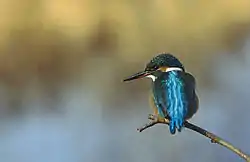Isfugl (Alcedo atthis)