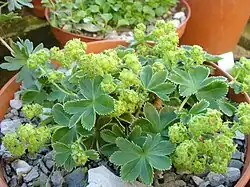 Alchemilla faeroensis