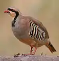 chukar