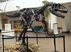 Allosaurus skelet.