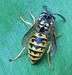 Almindelig gedehams (hveps)Vespula vulgaris