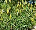 Aloe striatula