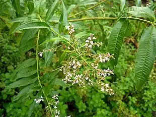 Citronverbena (Aloysia citrodora)Foto: Cillas