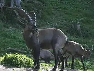 Alpestenbuk (Capra ibex)