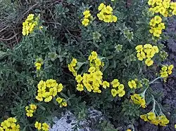 Mur-Krognål (Alyssum murale).
