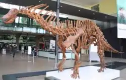 Afstøbning af et Amargasaurus-skelet på Melbourne Museum.