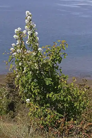 A. a. var. semiintegrifolia