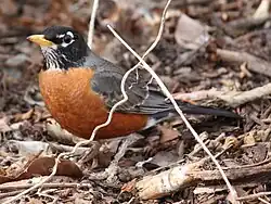 Vandredrossel (Turdus migratorius) udbredt i Nord- og Mellemamerika