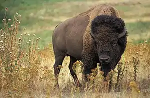 Amerikansk bison.Foto: Jack Dykinga