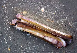 Amerikansk knivmusling (Ensis directus) på Rømø.Foto: Malene Thyssen