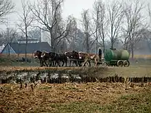 Udbringning af ajle (urin)