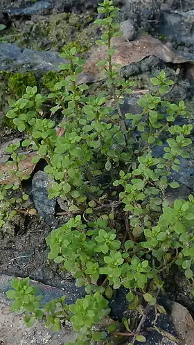 Knudearve (Lysimachia minima)