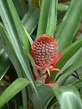 Almindelig Ananas (Ananas comosus) Foto: Esskay