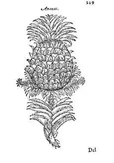 Ananas fra Tractado de las drogas, y medicinas de las Indias Orientales, Burgos 1578