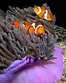 Anemonefisk (Amphiprion ocellaris)