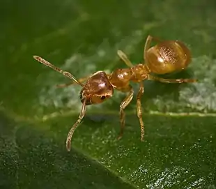 Gul engmyre, Lasius flavus