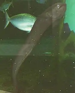 Langfinnet ål fra Paihia, New Zealand.Foto: Malene Thyssen, 1999