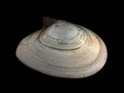 Stribet tallerkenmuslingTellina fabula