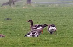 Tundrasædgås i forgrunden. I baggrunden sædgås og til højre grågås med ryggen til.