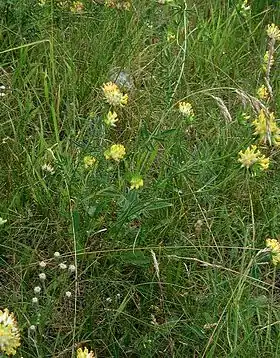 Rundbælg på dens naturlige biotop på Djursland.
