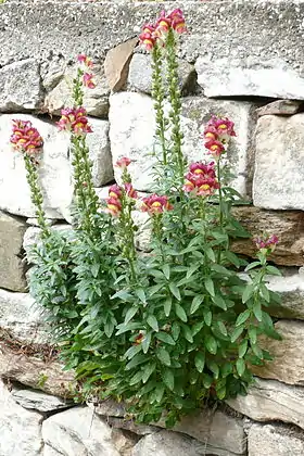 Have-Løvemund (Antirrhinum majus).