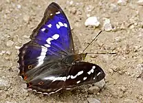 Iris  -  Apatura iris