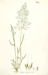 Illustration fra Icones et descriptiones Graminum austriacorum (1801) af Nikolaus Thomas Host (1761 -1834)