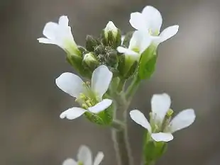 Almindelig Gåsemad (Arabidopsis thaliana).