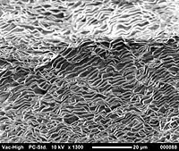 SEM-billede af aragonitlag i en blåmuslings perlemor