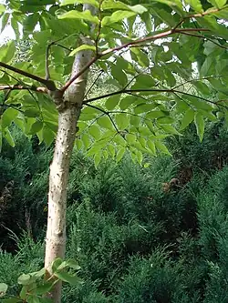 Manchurisk aralie (Aralia elata)Foto: Sten Porse