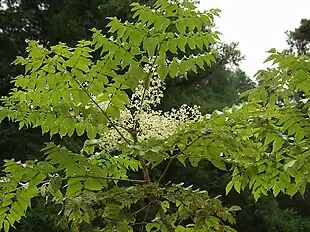 Manchurisk Aralie (Aralia elata)