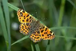 ForårsgenerationenFoto: Holger Gröschl