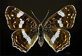 Araschnia levana f. levana