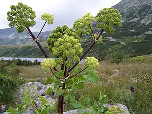 Fjeldkvan (Angelica archangelica ssp. archangelica)