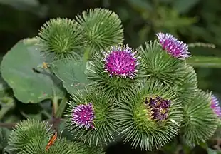 Glat Burre (Arctium lappa)