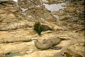 Arctocephalus forsteri