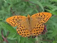 Kejserkåbe     Argynnis paphia