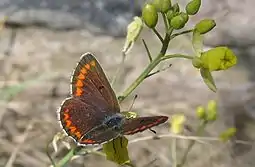 Rødplettet blåfugl.Foto: Sander van der Molen, 2005