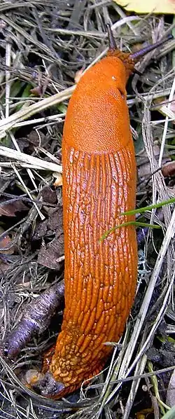 Rød skovsnegl Arion rufusFoto: Glenn Møller-Holst