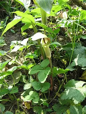 Amerikansk snabelkalla (Arisaema triphyllum) Foto: Réginald Hulhoven
