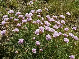 Engelskgræs (Armeria maritima)