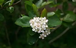 Sortfrugtet Surbær af sorten Aron.