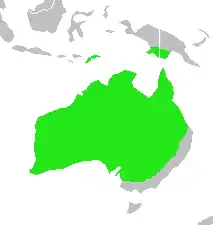 Den grå svalestærs udbredelse