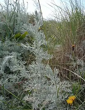 Strandmalurt (Artemisia maritima) på østkysten af Djursland.