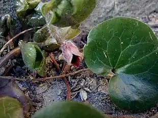 Almindelig Hasselurt (Asarum europaeum)