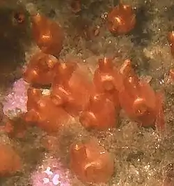 Søpunge (Halocynthia sp.) i Barentshavet.Foto: Yuri A. Zuyev