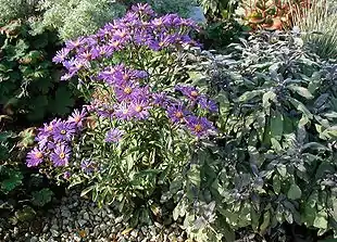 Pude-Asters set i et bed med gråblå farver.